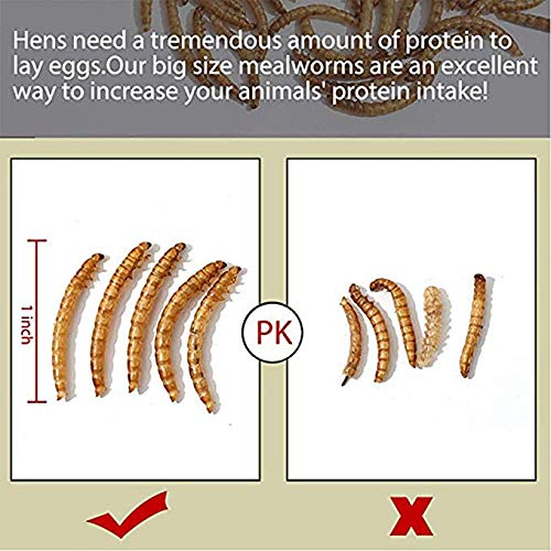 HANDPOINT 10 lbs Dried Mealworms, 100% Non-GMO Natural High-Protein,Treats for Chicken, Fish, Bird Food (10LB)